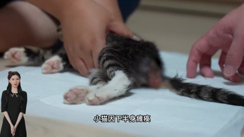 流浪猫救助与照顾_小猫下半身瘫痪治疗经历_猫咪瘫痪护理要点