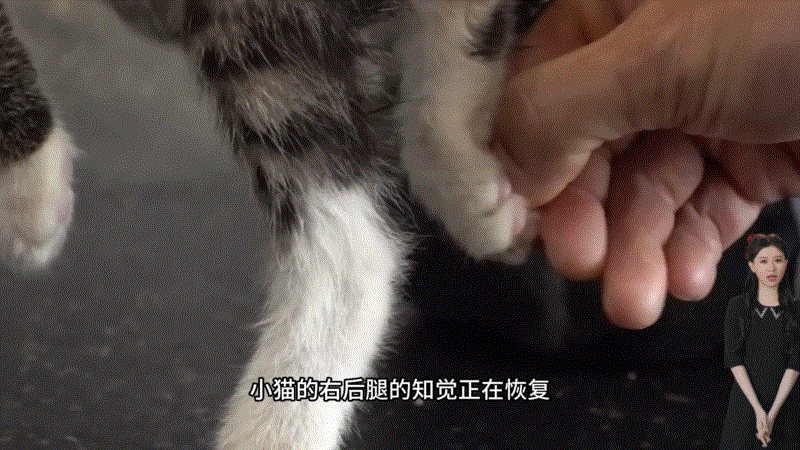 猫咪瘫痪护理要点_小猫下半身瘫痪治疗经历_流浪猫救助与照顾