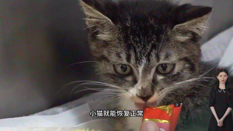 流浪猫救助与照顾_猫咪瘫痪护理要点_小猫下半身瘫痪治疗经历