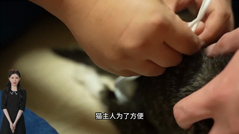 小猫下半身瘫痪治疗经历_猫咪瘫痪护理要点_流浪猫救助与照顾