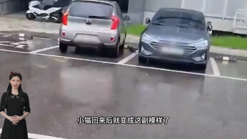 猫咪瘫痪护理要点_流浪猫救助与照顾_小猫下半身瘫痪治疗经历