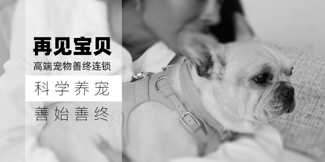 狗狗不停地咳嗽呕吐有危险吗？｜如何治疗狗狗间歇性咳嗽呕吐？-派特超人-宠物