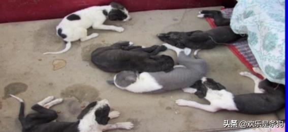 辟谣：狗狗腹泻，呕吐不一定就是急性肠胃炎，小心警惕细小病毒病-派特超人-宠物