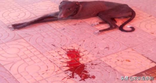 狗狗呕吐透明黏液？食道问题和反流_犬细小病毒症状诊断_犬细小病毒病治疗
