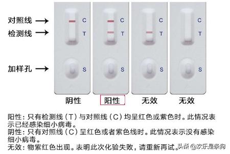 犬细小病毒症状诊断_犬细小病毒病治疗_狗狗呕吐透明黏液？食道问题和反流
