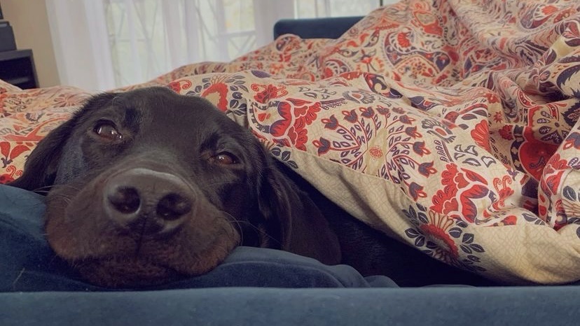 关于狗狗吐黄水还便血,宠主可以“这样”做-派特超人-宠物