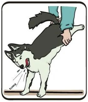 猫咪异物窒息处理_猫咪误食急救_宠物鸟吞食异物的急救手法
