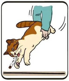 猫咪异物窒息处理_猫咪误食急救_宠物鸟吞食异物的急救手法