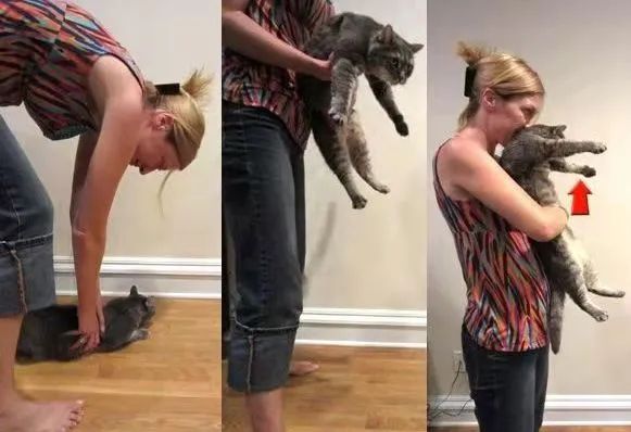 猫咪误食急救_猫咪异物窒息处理_宠物鸟吞食异物的急救手法