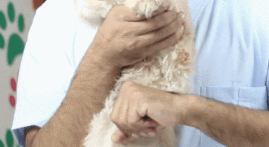 宠物鸟吞食异物的急救手法_猫咪异物窒息处理_猫咪误食急救