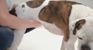 宠物鸟吞食异物的急救手法_猫咪误食急救_猫咪异物窒息处理