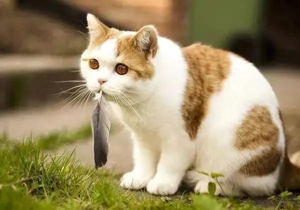猫咪异物窒息处理_宠物鸟吞食异物的急救手法_猫咪误食急救