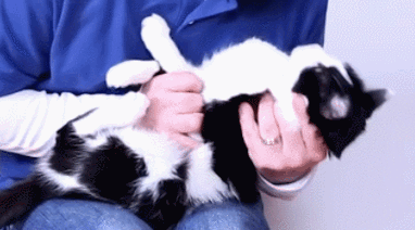 宠物鸟吞食异物的急救手法_猫咪异物窒息处理_猫咪误食急救