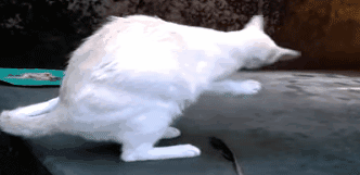 猫咪异物窒息处理_猫咪误食急救_宠物鸟吞食异物的急救手法