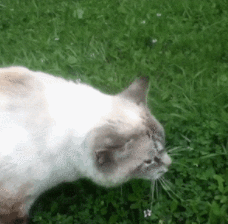 猫咪误食急救_宠物鸟吞食异物的急救手法_猫咪异物窒息处理