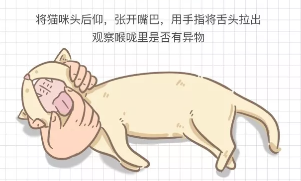 猫咪异物窒息处理_宠物鸟吞食异物的急救手法_猫咪误食急救