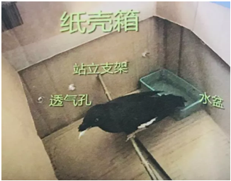 鸟类保护与救助_受伤鸟类救护方法_让鸟类学会收纳玩具的方法