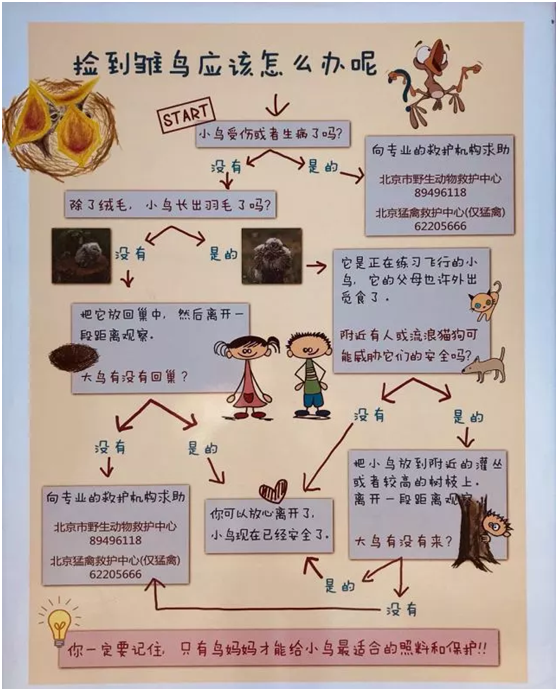 让鸟类学会收纳玩具的方法_受伤鸟类救护方法_鸟类保护与救助