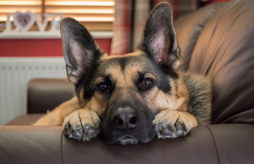 「宠物来了」狗狗呕吐带血怎么回事 狗狗呕吐带血怎么应对?-派特超人-宠物