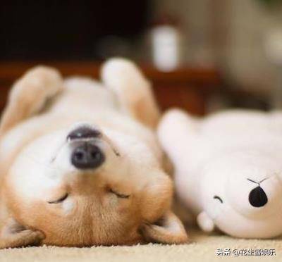 柴犬-宠物课堂 狗狗呕吐是怎么回事?柴犬犬舍哪家好?哪里买好?-派特超人-宠物