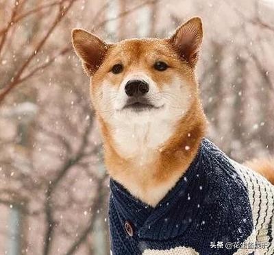 狗狗呕吐透明黏液？食道问题和反流_狗狗持续呕吐症状_狗呕吐与反流区分
