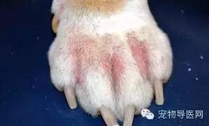 16种宠物常见皮肤病图文大全(最全版)-派特超人-宠物