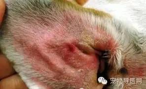 狗狗皮肤瘙痒治疗方法_宠物狗皮肤病症状_狗狗耳朵脱皮？皮肤病和过敏反应