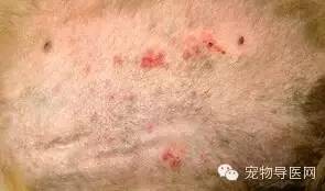 宠物狗皮肤病症状_狗狗皮肤瘙痒治疗方法_狗狗耳朵脱皮？皮肤病和过敏反应