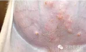 狗狗皮肤瘙痒治疗方法_狗狗耳朵脱皮？皮肤病和过敏反应_宠物狗皮肤病症状