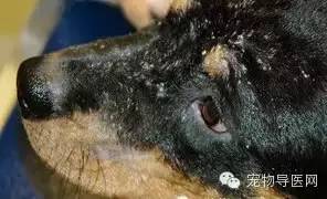 狗狗皮肤瘙痒治疗方法_宠物狗皮肤病症状_狗狗耳朵脱皮？皮肤病和过敏反应
