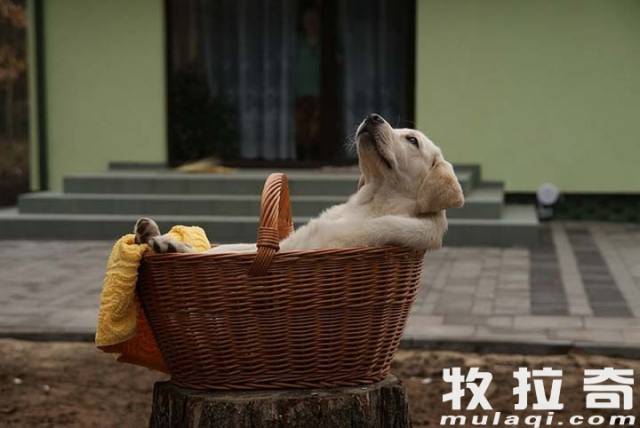 细说狗狗常见的八种皮肤病类型-派特超人-宠物