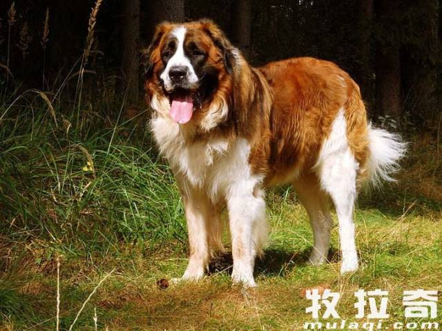 狗狗耳朵脱皮？皮肤病和过敏反应_幼犬脓皮症症状及治疗_毛囊炎治疗长毛犬症状