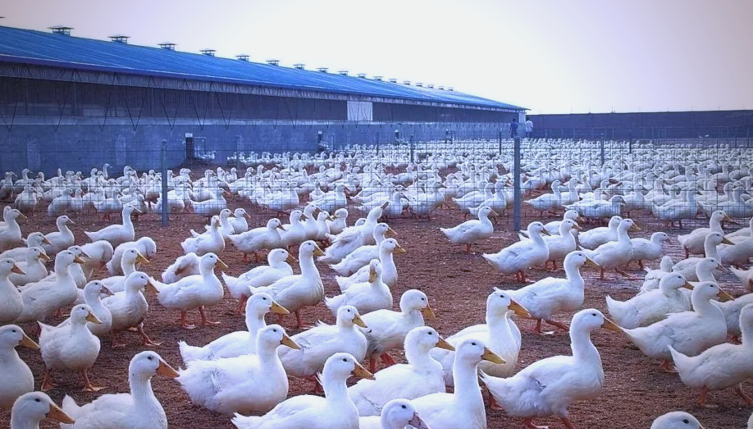 肉鸭的换毛周期与关键时间点-派特超人-宠物