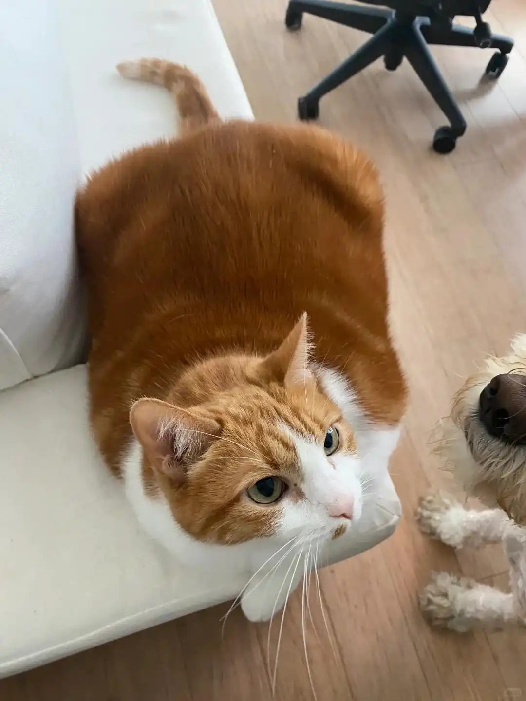 如何解决公猫乱尿问题?行为纠正与环境调整策略-派特超人-宠物