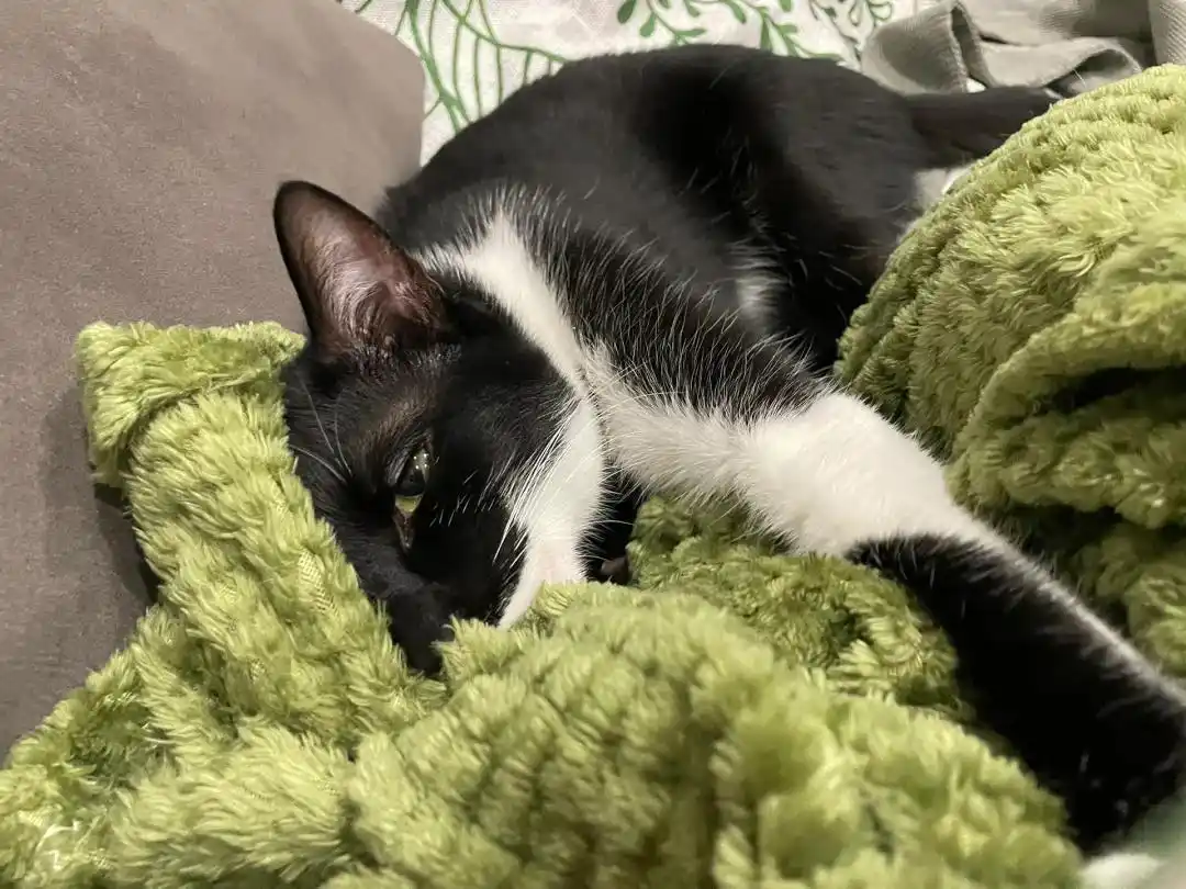 公猫乱尿行为纠正方法_如何选择最适合的猫砂_猫砂盆环境调整策略