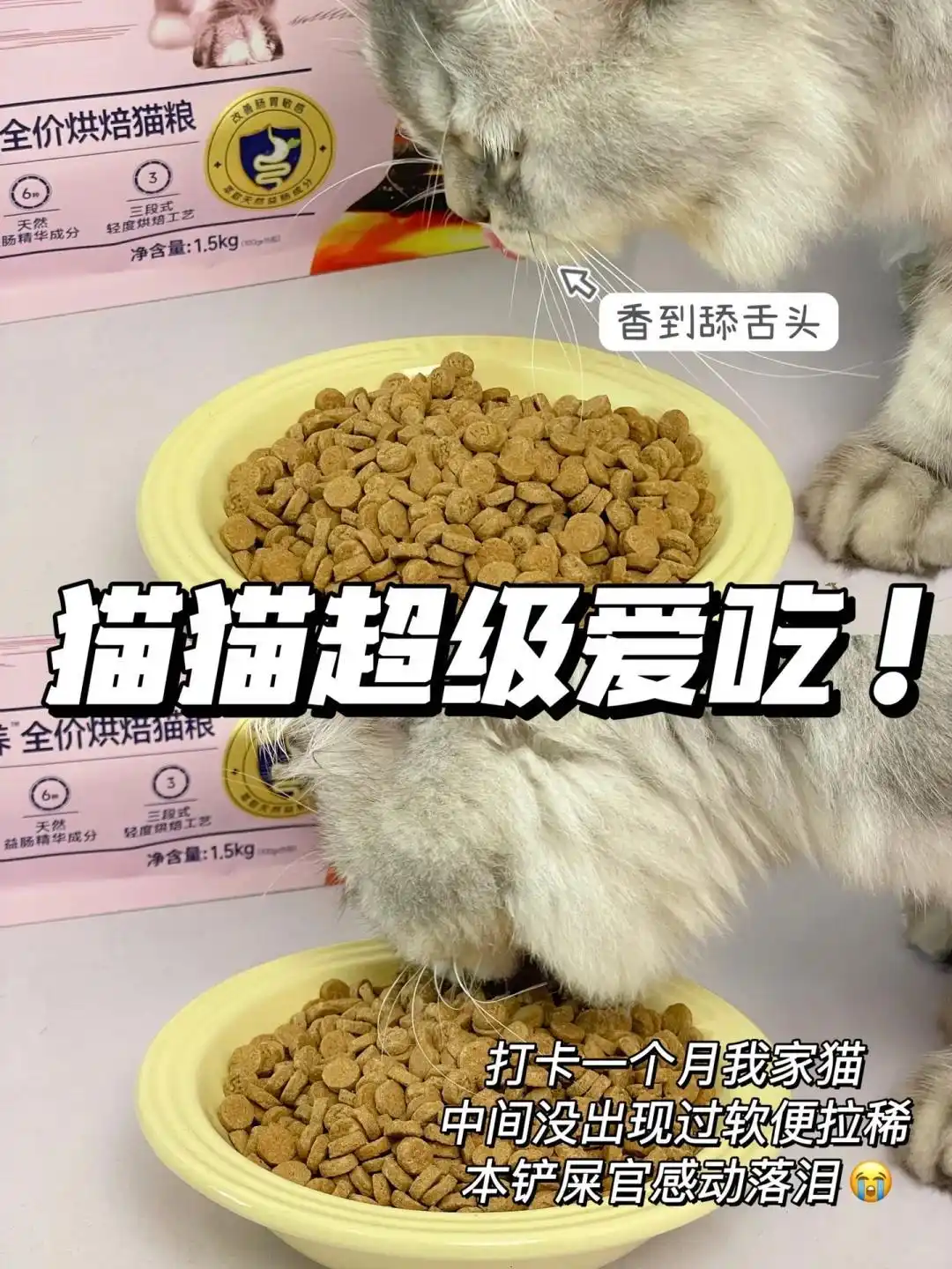 如何选择最适合的猫砂_公猫乱尿行为纠正方法_猫砂盆环境调整策略