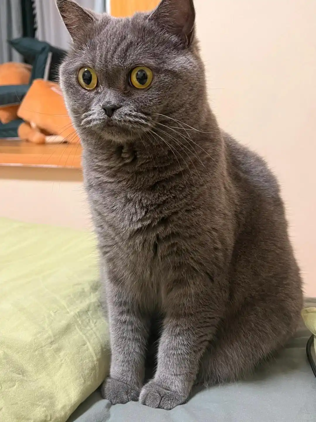 猫砂盆环境调整策略_如何选择最适合的猫砂_公猫乱尿行为纠正方法