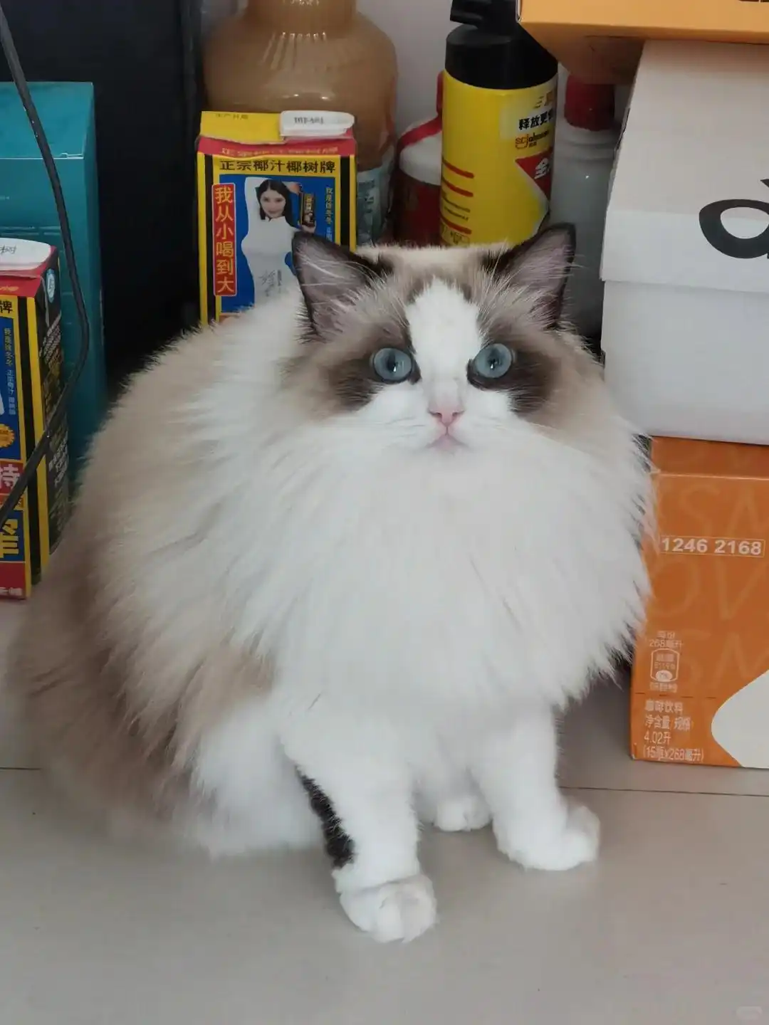如何选择最适合的猫砂_猫砂盆环境调整策略_公猫乱尿行为纠正方法