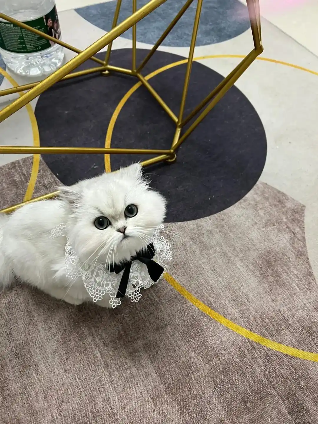 猫砂盆环境调整策略_公猫乱尿行为纠正方法_如何选择最适合的猫砂