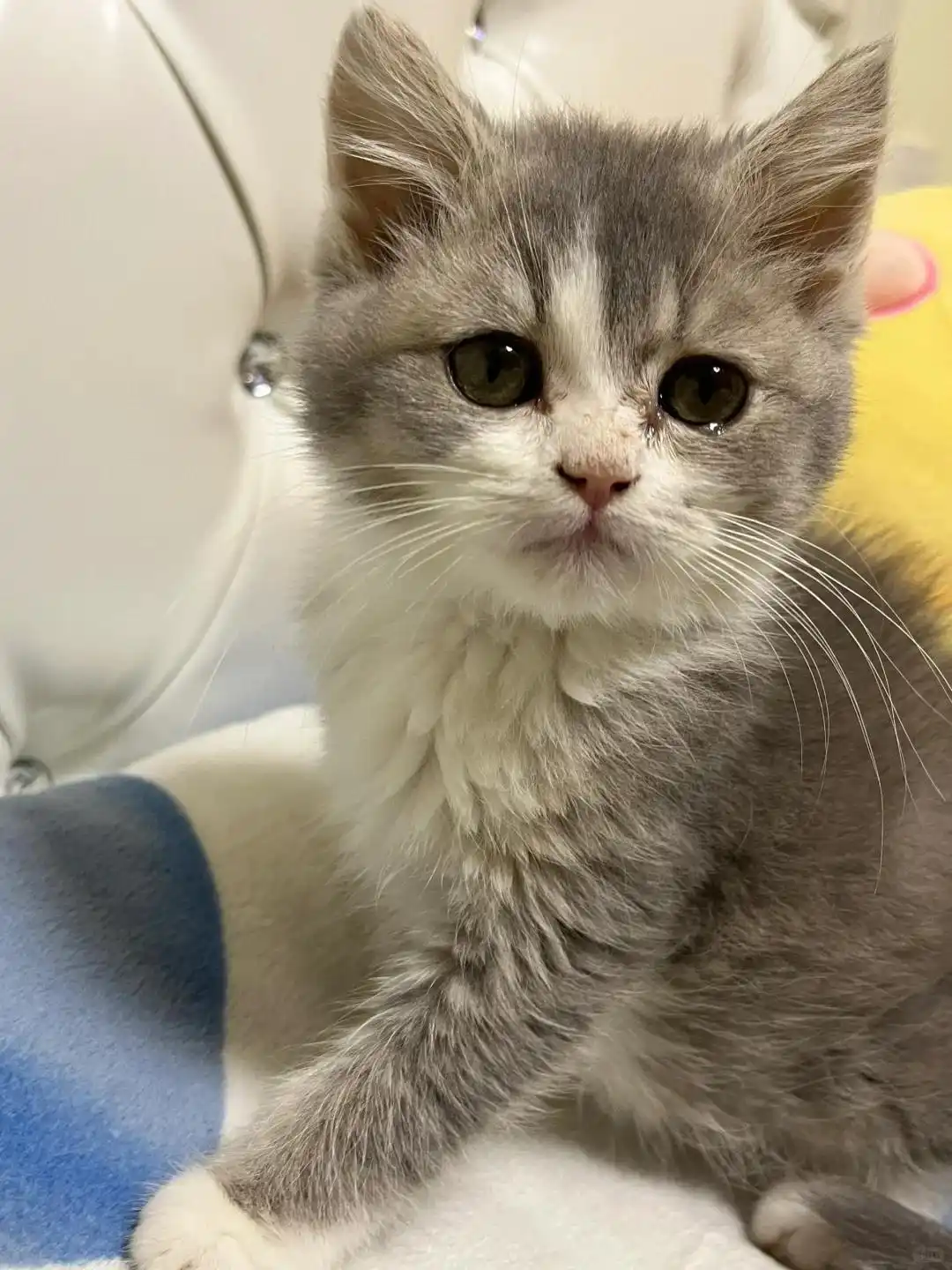 猫砂盆环境调整策略_如何选择最适合的猫砂_公猫乱尿行为纠正方法