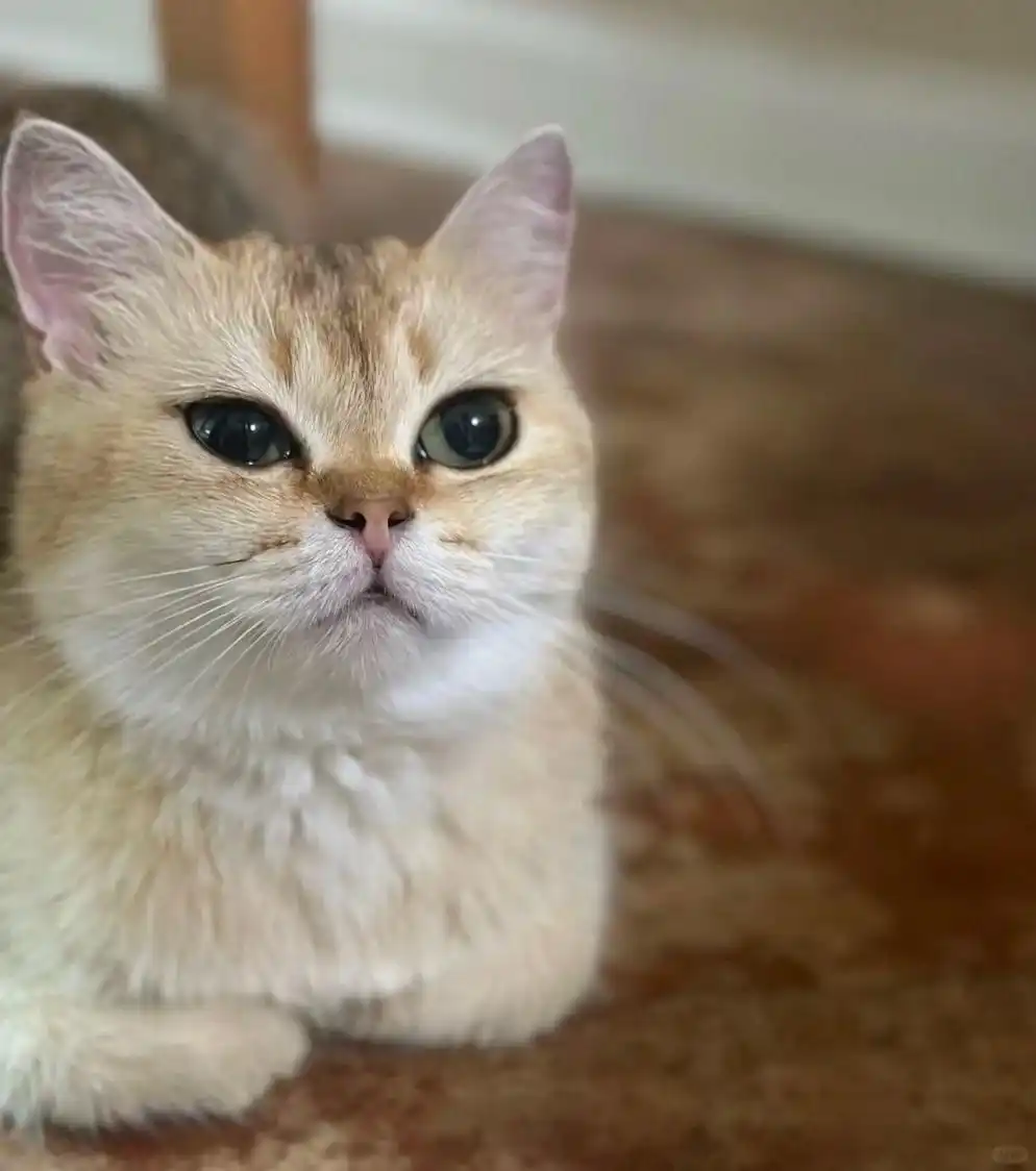 公猫乱尿行为纠正方法_如何选择最适合的猫砂_猫砂盆环境调整策略