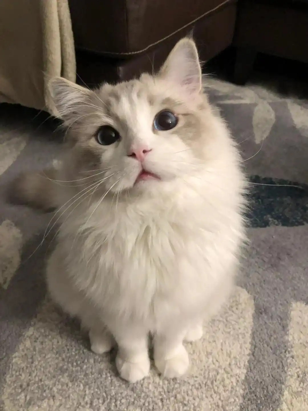 公猫乱尿行为纠正方法_猫砂盆环境调整策略_如何选择最适合的猫砂
