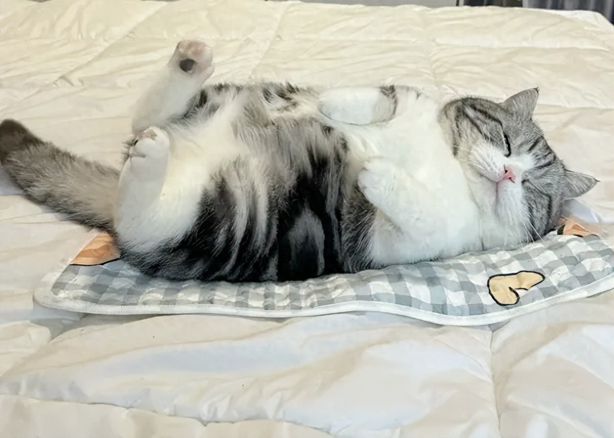 猫咪偏爱人类身体部位_如何选择最适合猫咪的猫窝_猫睡觉习惯