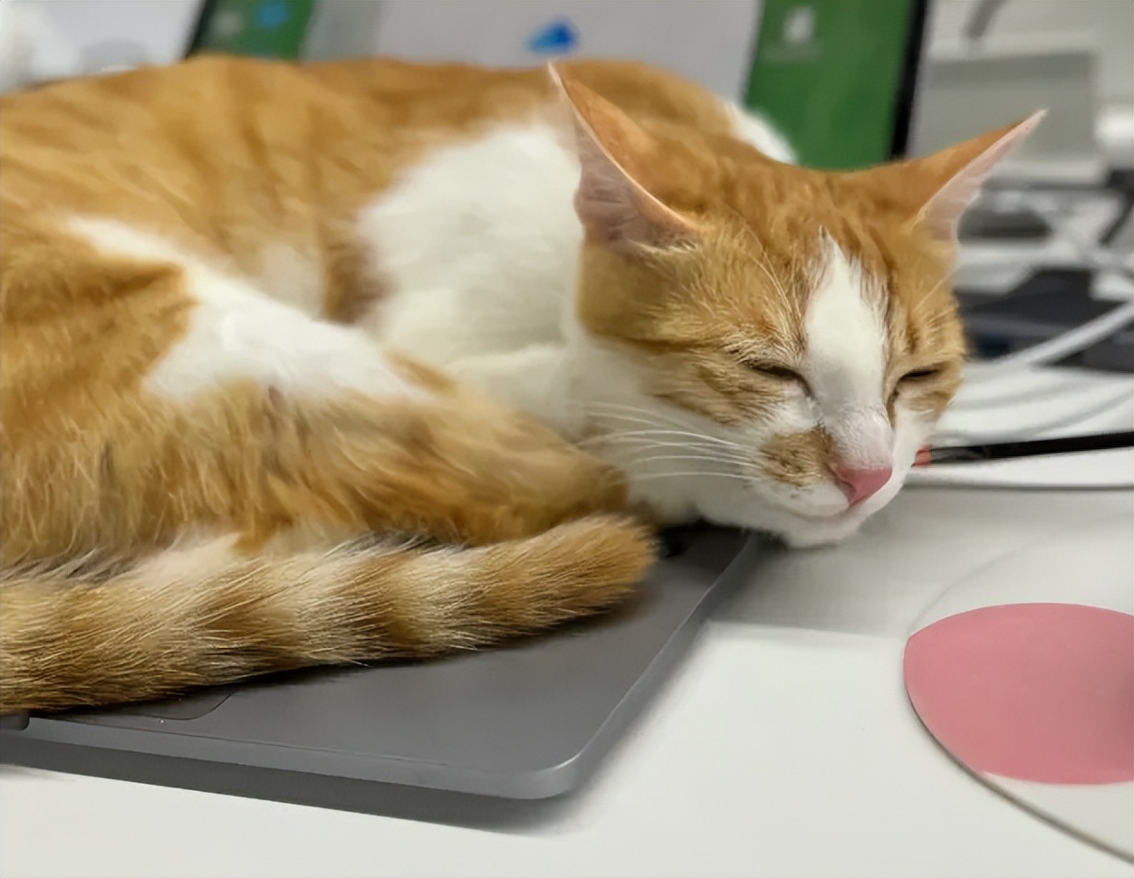猫咪偏爱人类身体部位_如何选择最适合猫咪的猫窝_猫睡觉习惯