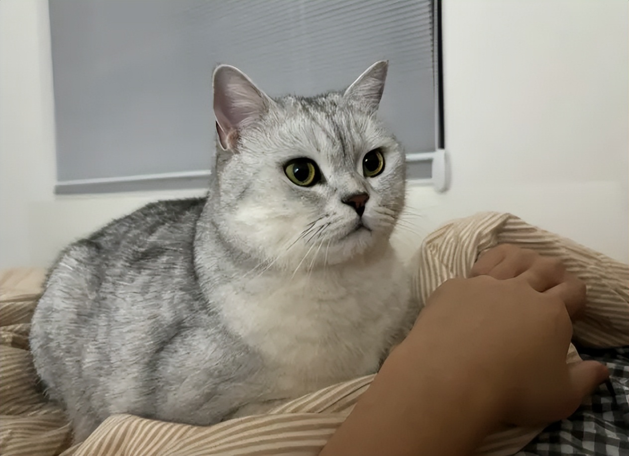 猫咪偏爱人类身体部位_猫睡觉习惯_如何选择最适合猫咪的猫窝