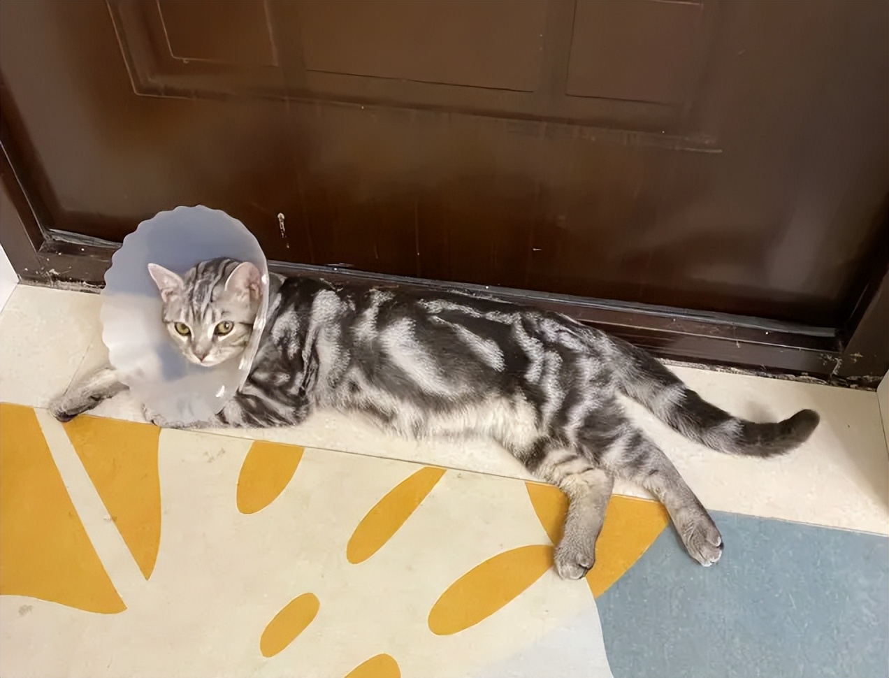 如何选择最适合猫咪的猫窝_猫睡觉习惯_猫咪偏爱人类身体部位