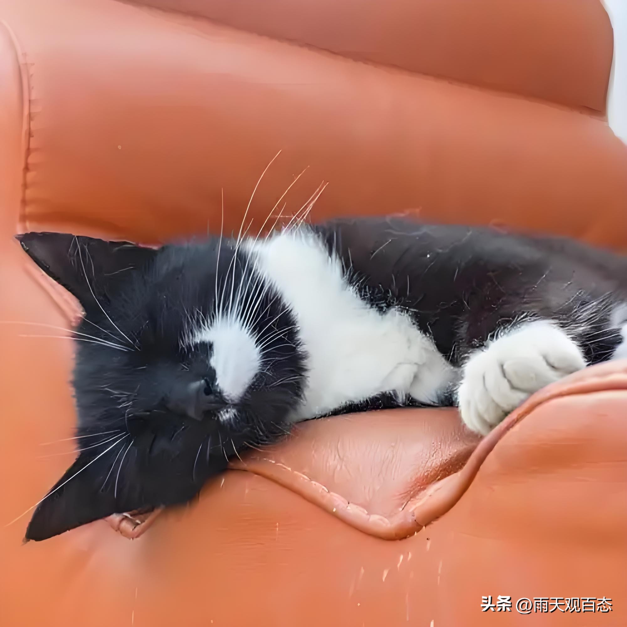 如何让猫咪不抓绒布沙发_软装预算分配_软装省钱技巧