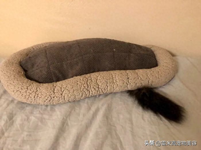 猫窝不被猫咪喜欢原因_猫咪不喜欢猫窝的原因分析_如何选择最适合猫咪的猫窝