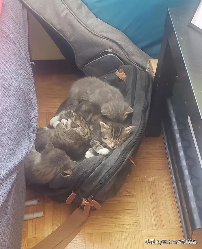 猫咪不喜欢猫窝的原因分析_猫窝不被猫咪喜欢原因_如何选择最适合猫咪的猫窝