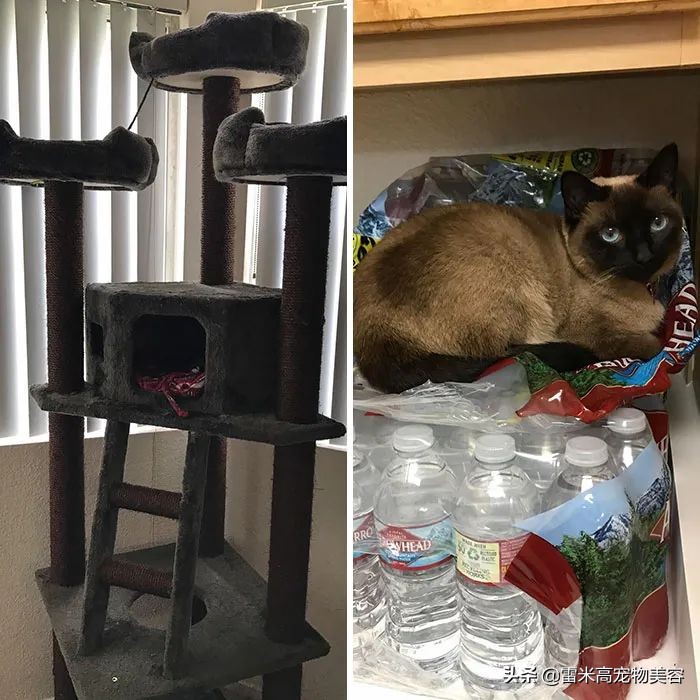 如何选择最适合猫咪的猫窝_猫咪不喜欢猫窝的原因分析_猫窝不被猫咪喜欢原因